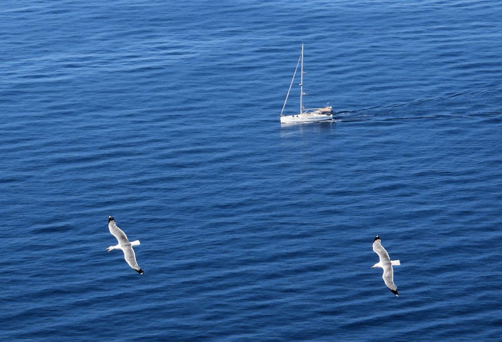 Gaviotas de pata amarilla volando en el Cap Andritxol.