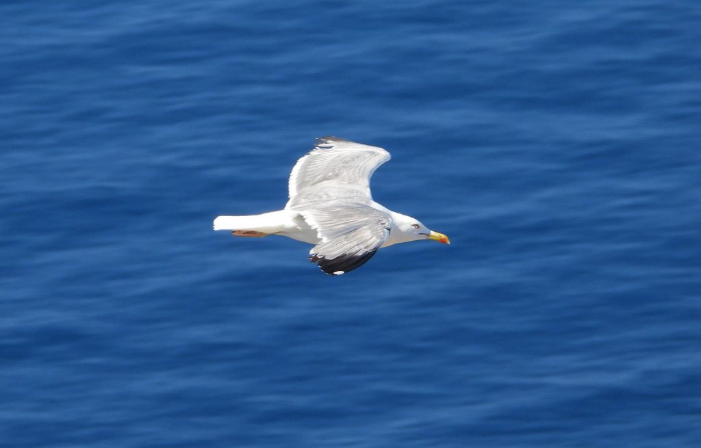 Gaviota de patas amarillas (Larus michahellis) volando en el Cap Andritxol.