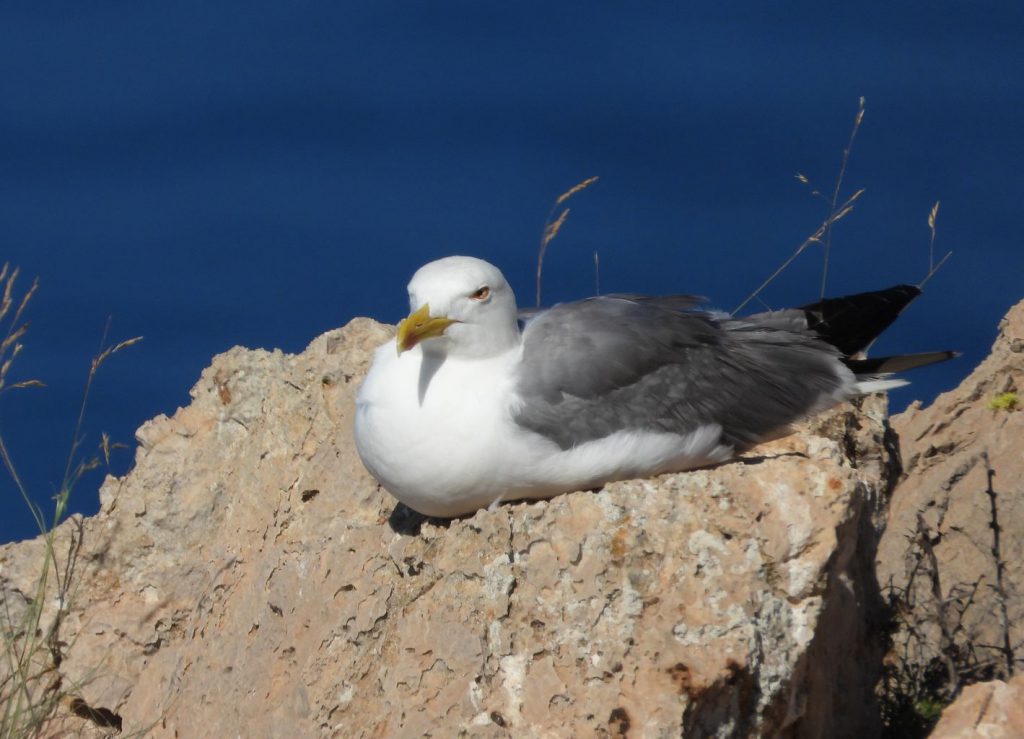 Gaviota de patas amarillas (Larus michahellis) anidando en el Cap Andritxol.